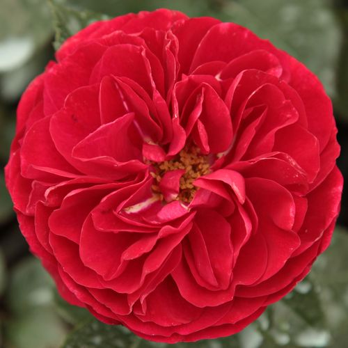 Vendita, rose rose floribunde - rosso - Rosa Bordeaux® - rosa dal profumo discreto - W. Kordes & Sons - ,-